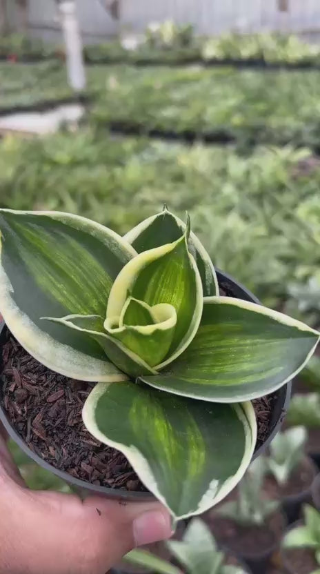Sansevieria Jade Dwarf  Variegated Striata