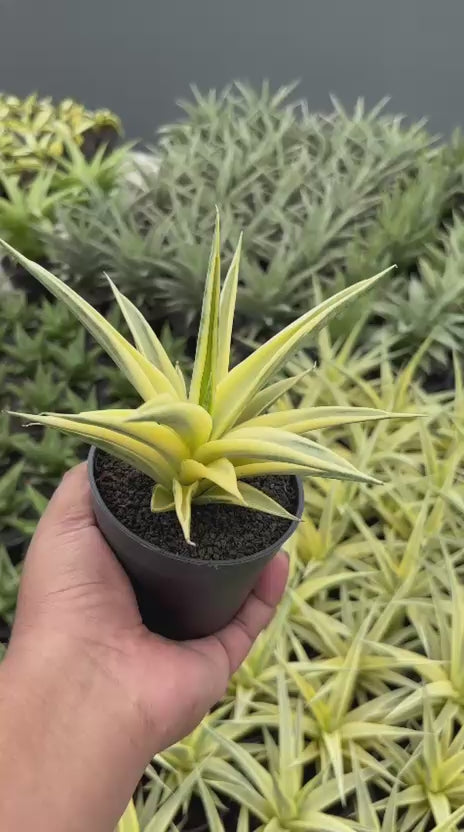Sansevieria Gracillima