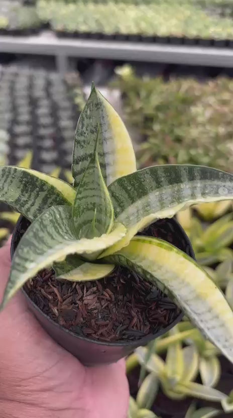 Sansevieria spyder  variegated