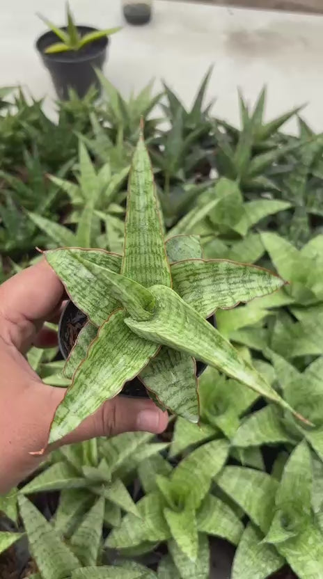Sansevieria Mahameru