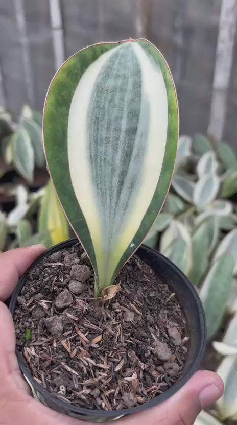 Sansevieria Masoniana Variegated GOOD QUALITY – Succulentasia