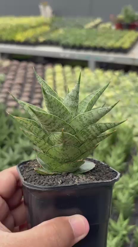 Sansevieria Lotus