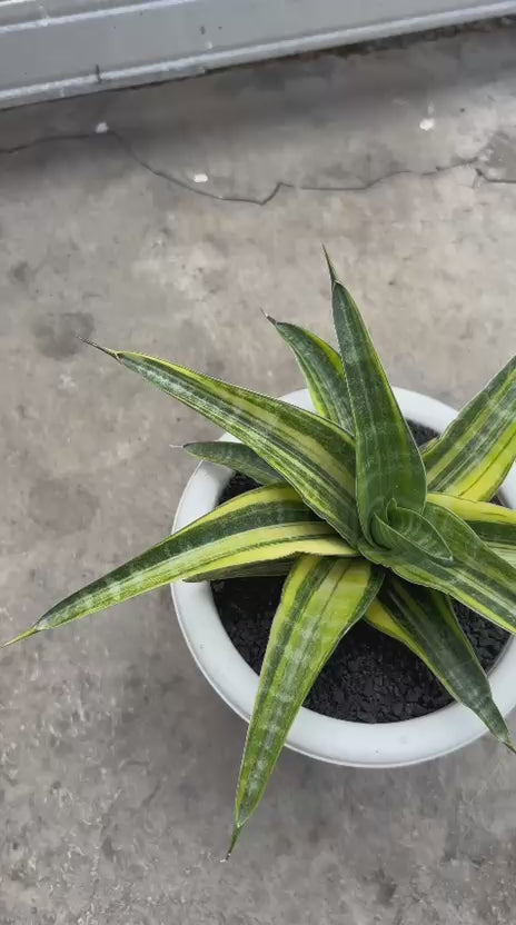 Sansevieria Ariella Variegated