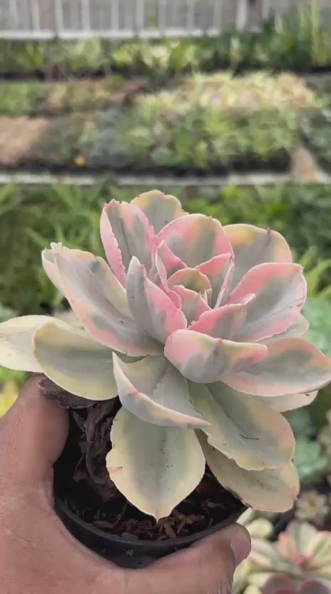 Echeveria pink angel