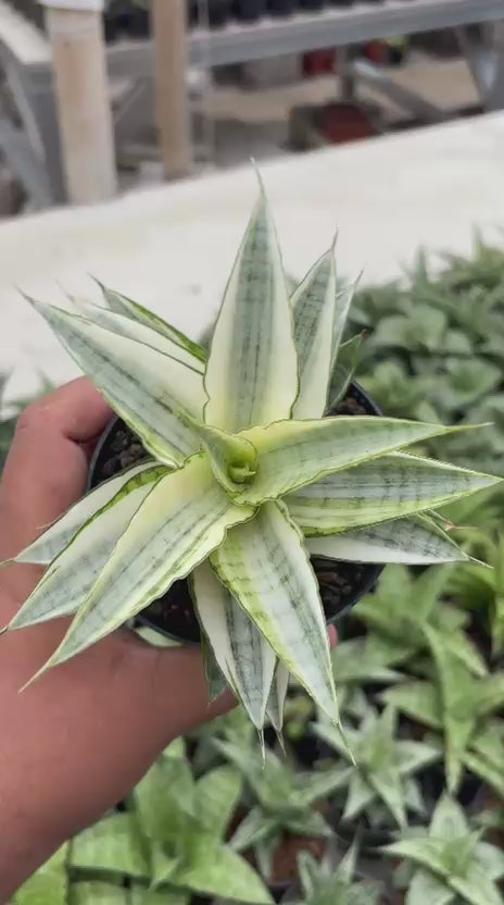Sansevieria Gabriela Variegated White