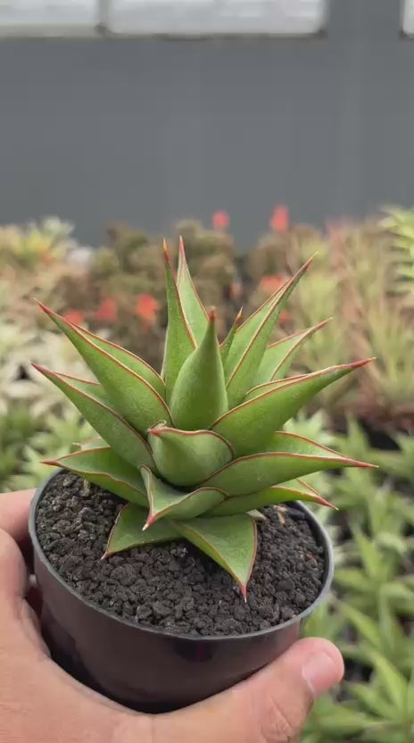 Sansevieria Theodora