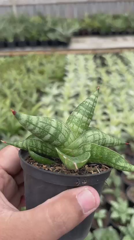 Sansevieria Deserthi x Cordova x Paten x Boncel