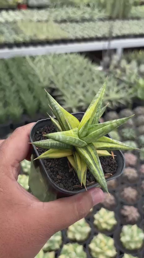Sansevieria Balii Bintang variegated yellow