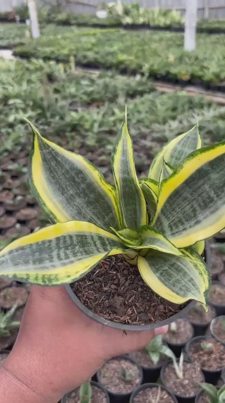 Sansevieria Gold Banner