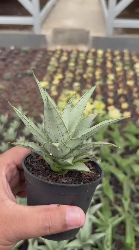 Sansevieria Sweet Love