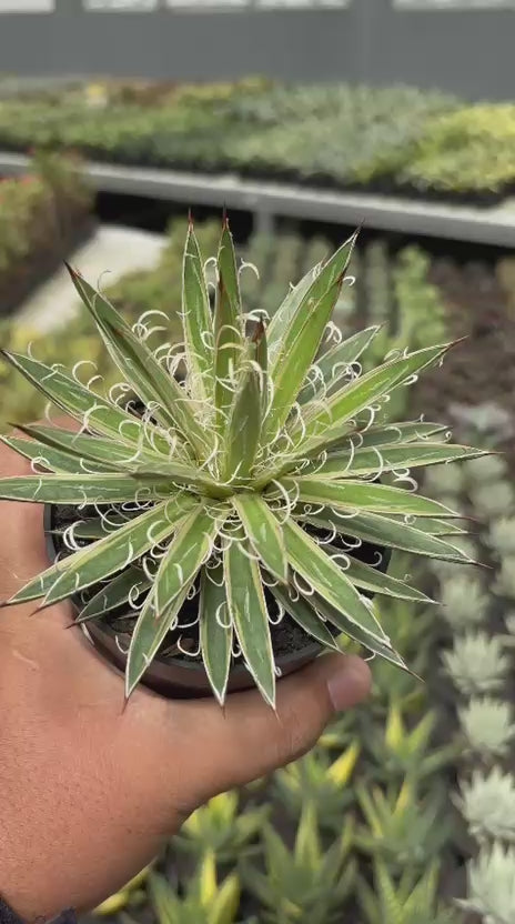 Agave leopoldy Variegated