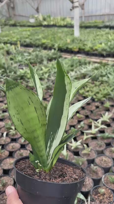 Sansevieria Monshine Brazilian – Succulentasia