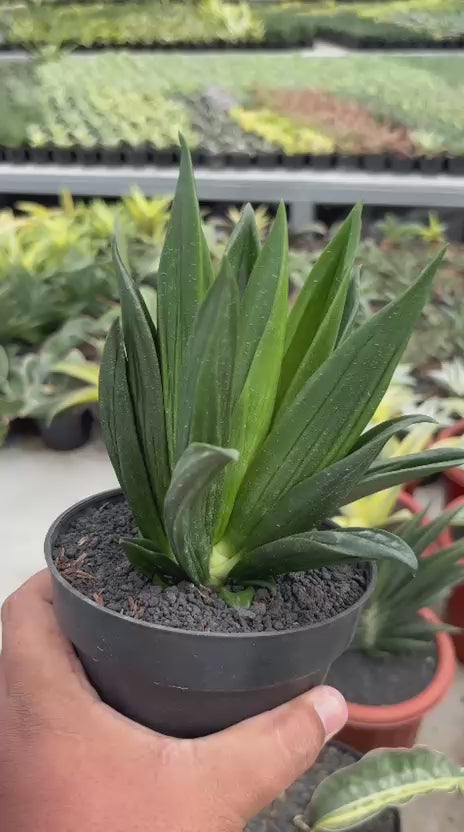 Sansevieria Hahni Gaster Mutation