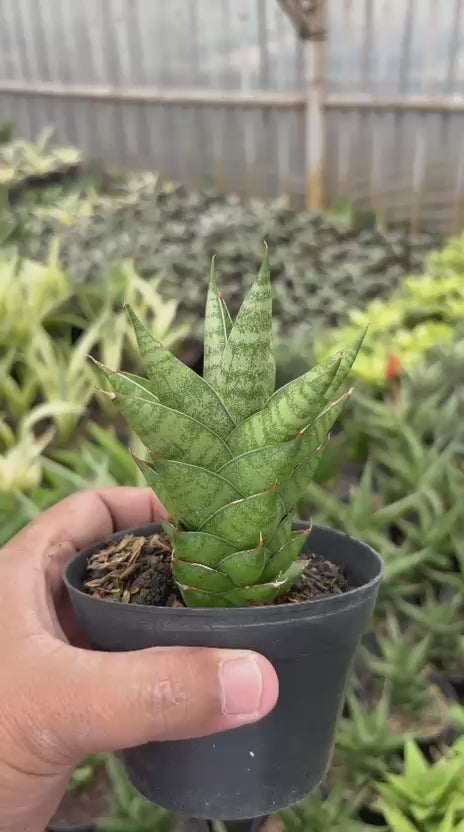 Sansevieria Vagoda Large