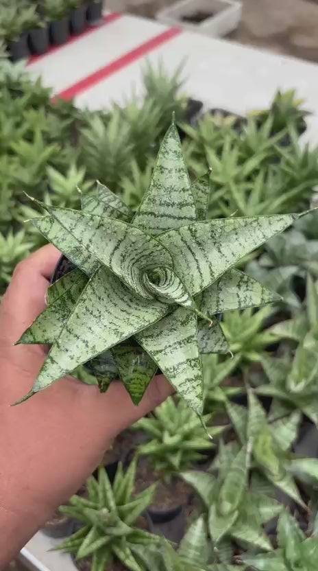 sansevieria Gabriela x Spyder