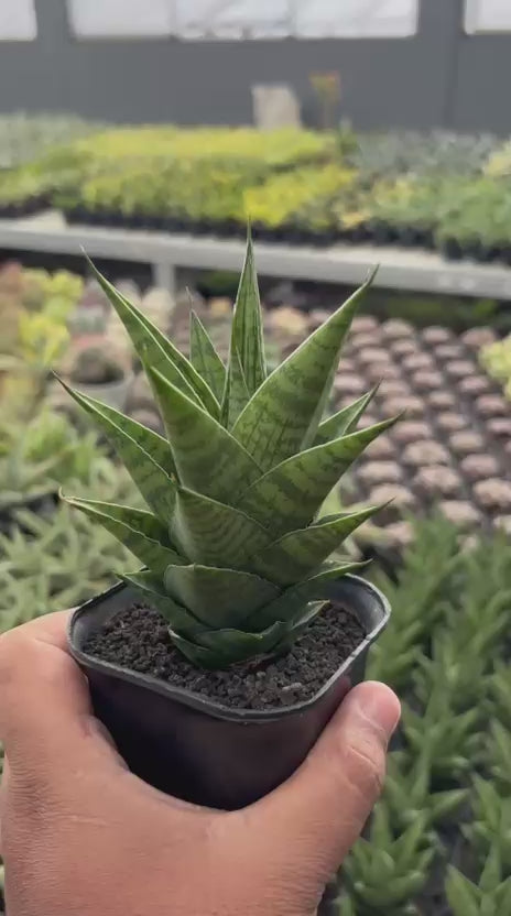 Sansevieria Ratu Saba
