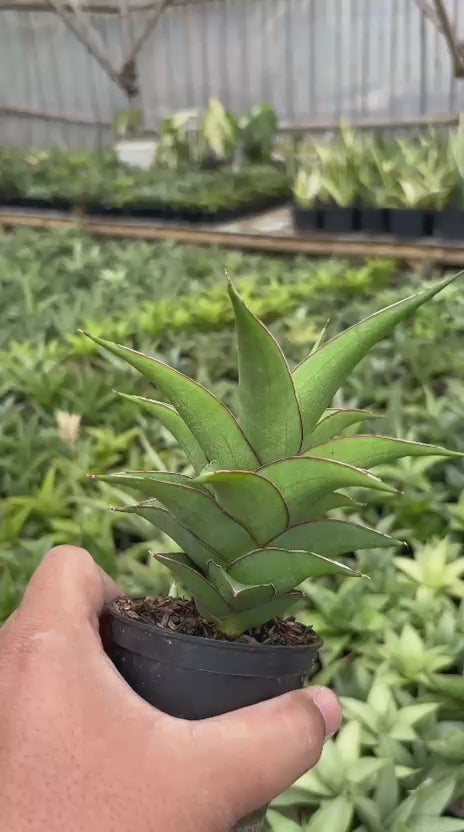Sansevieria Agustus