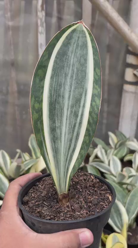 sansevieria masoniana variegated white Sansevieria Masoniana Variegated MEDIUM QUALITY
