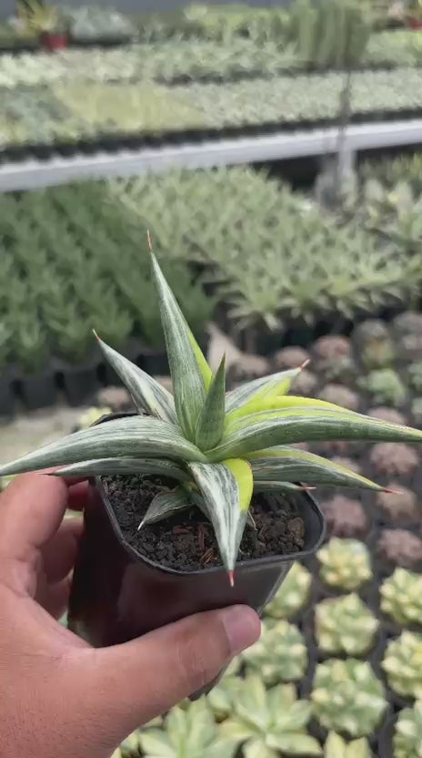 Sansevieria All Night Star Three Colors