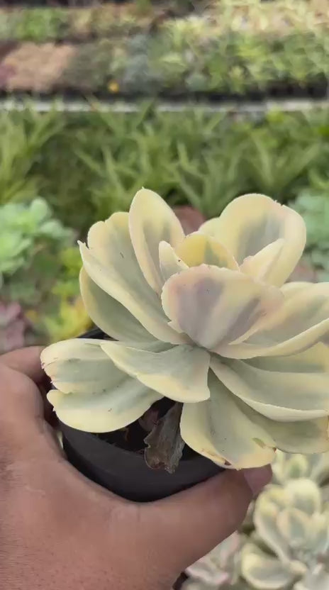 Echeveria white angle
