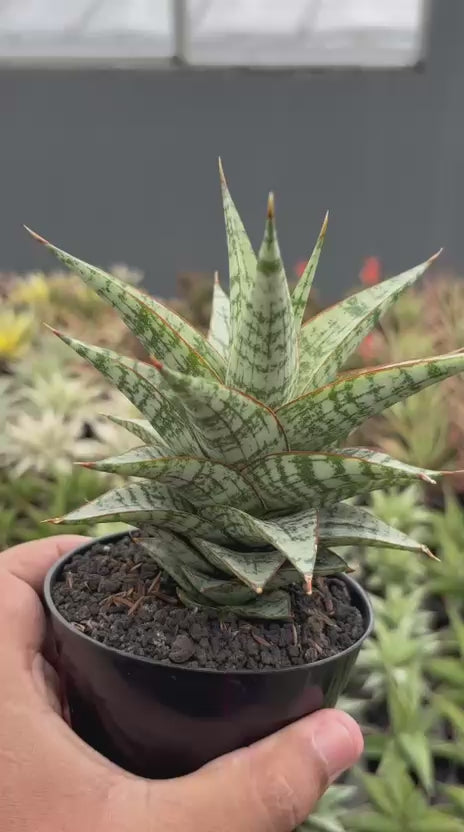 sansevieria desi