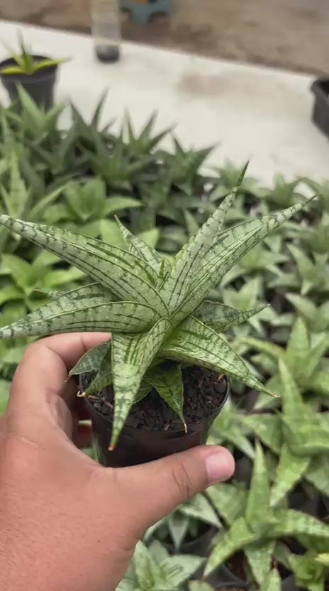 Sansevieria Irisbella