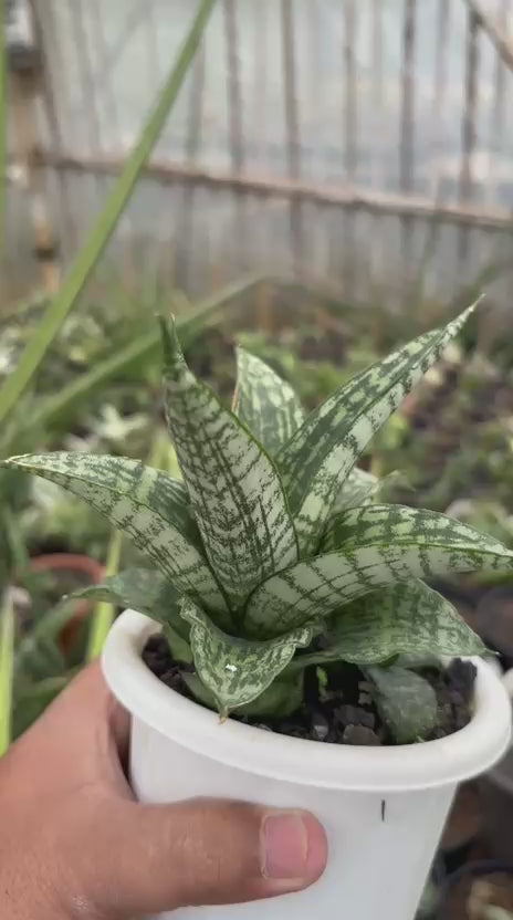 Sansevieria Mosar