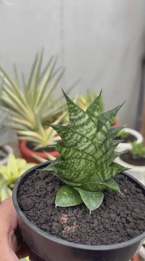 Sansevieria Aris Boncel