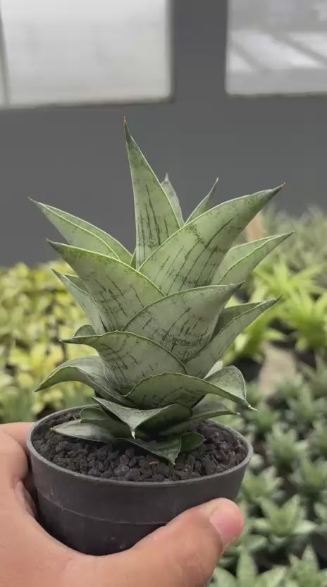 Sansevieria Agatha