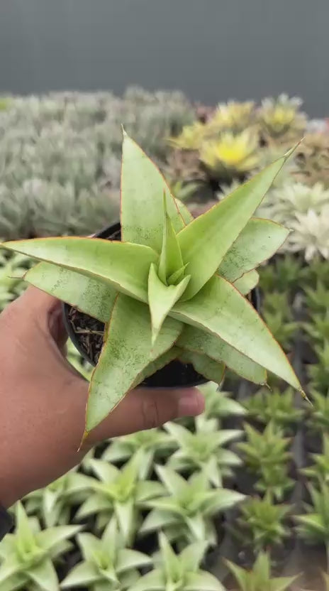 Sansevieria Mega