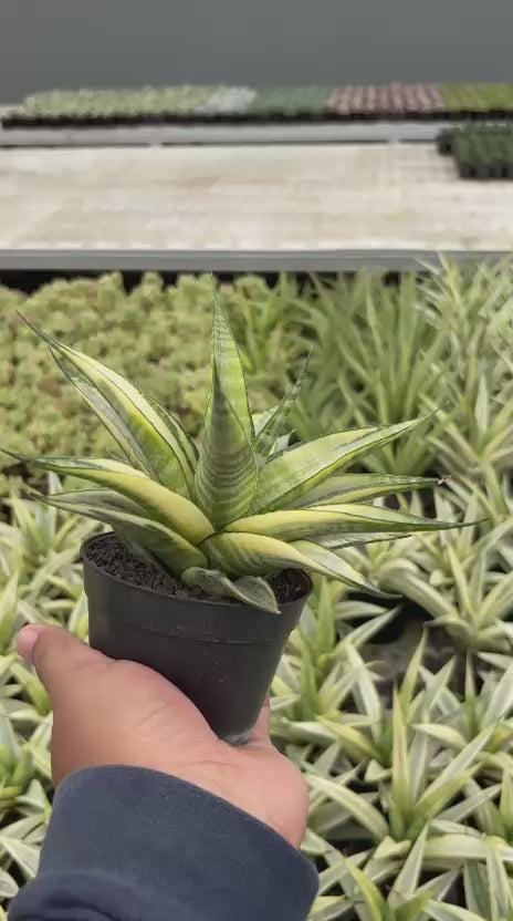 Sansevieria cordova  variegated white