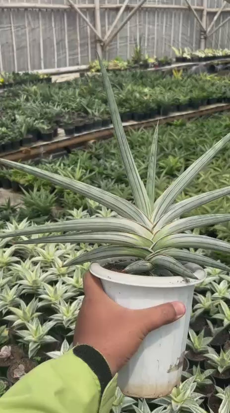 Sansevieria Silver Clone – Succulentasia