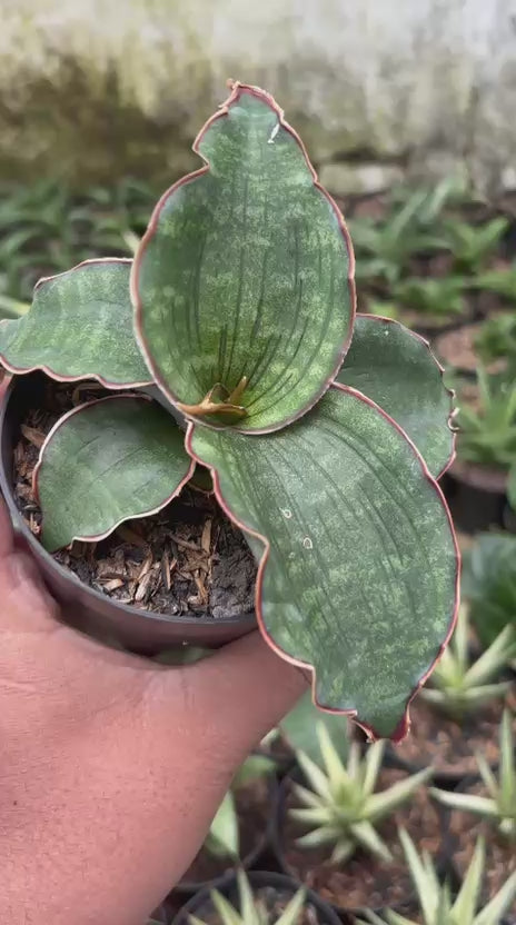 sansevieria zebrina Sansevieria Watermark