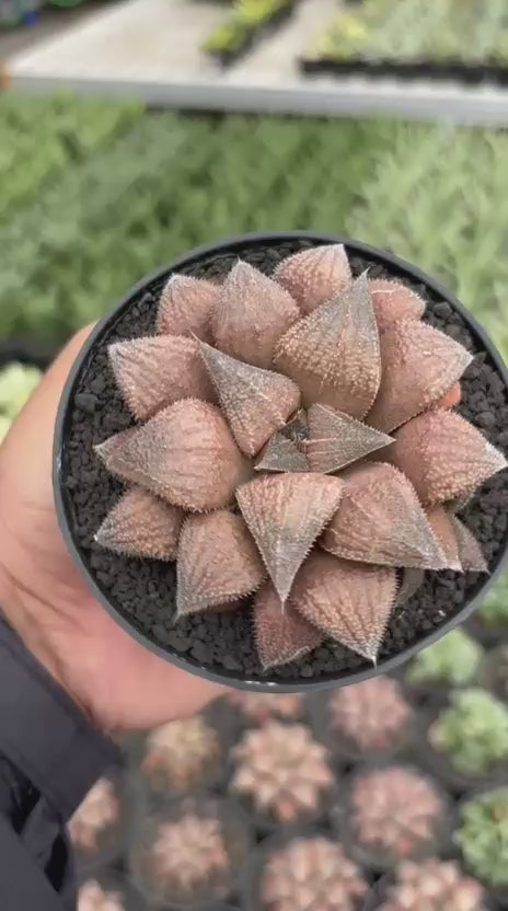Haworthia Chocolate