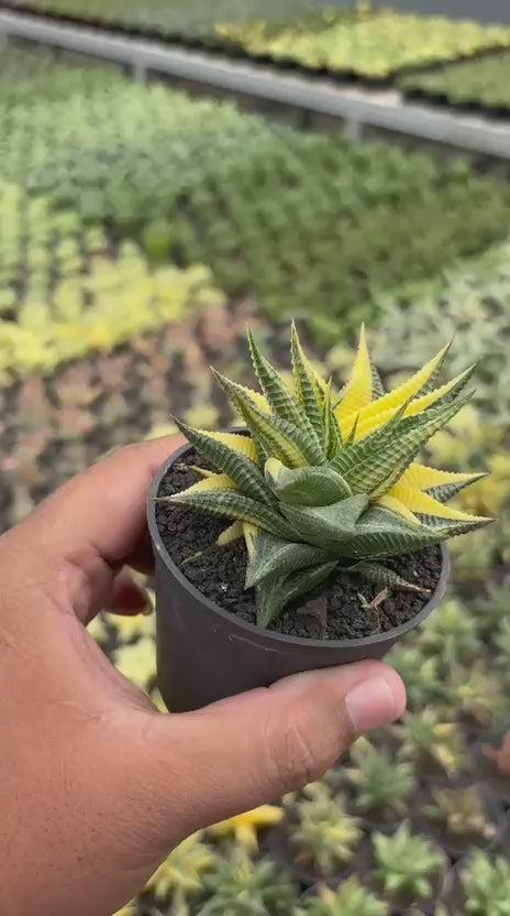 Haworthia Limifolia Variegated