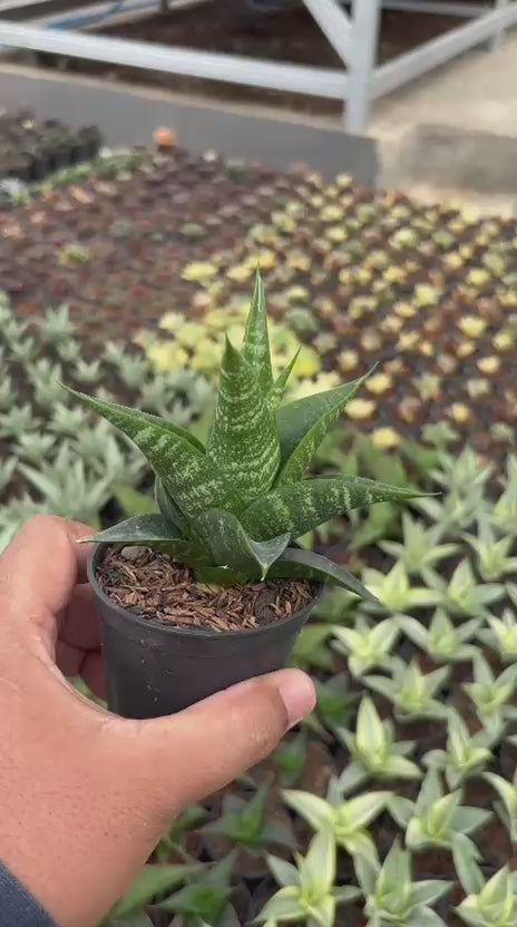 Sansevieria Black Diamond