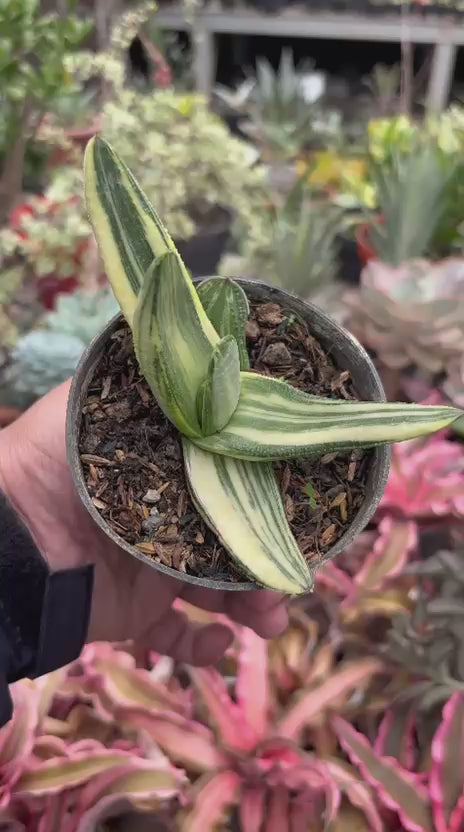 Gasteria Silver ice variegated