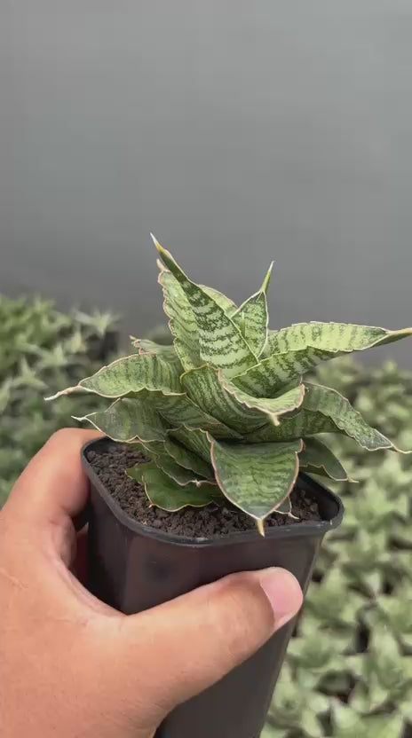 Sansevieria Zaza – Succulentasia