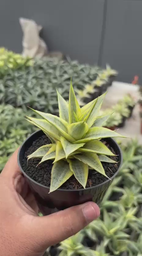 Sansevieria Sweet Celery Variegated