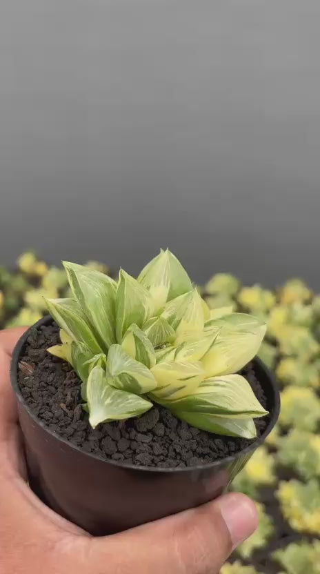 Haworthia Retusa Variegated