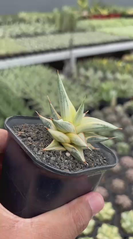 Sansevieria balii bintang variegated white
