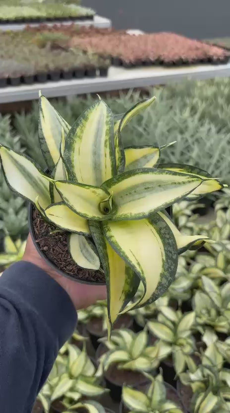 Sansevieria Golden Wendy
