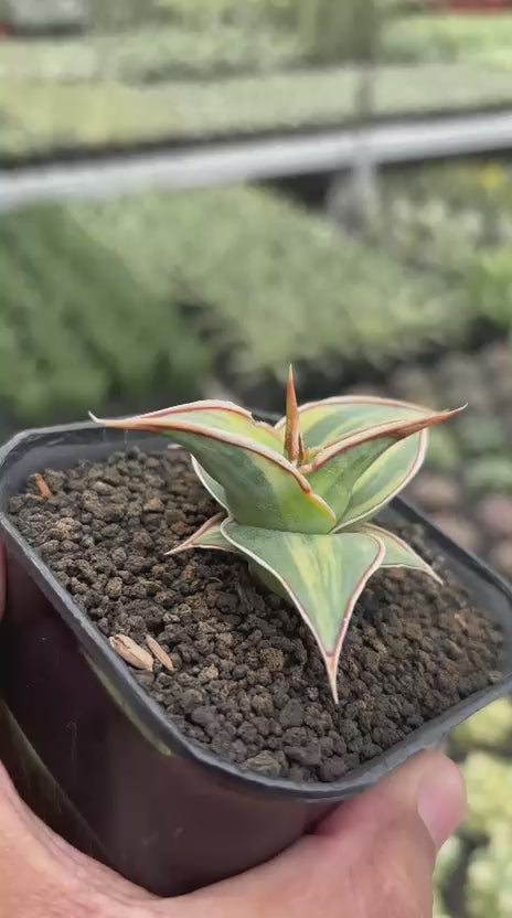 Sansevieria Pinguicula Variegated