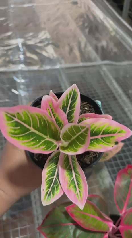 Aglonema Orange stardust