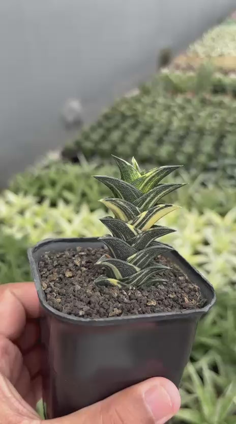 haworthia viscosa variegated