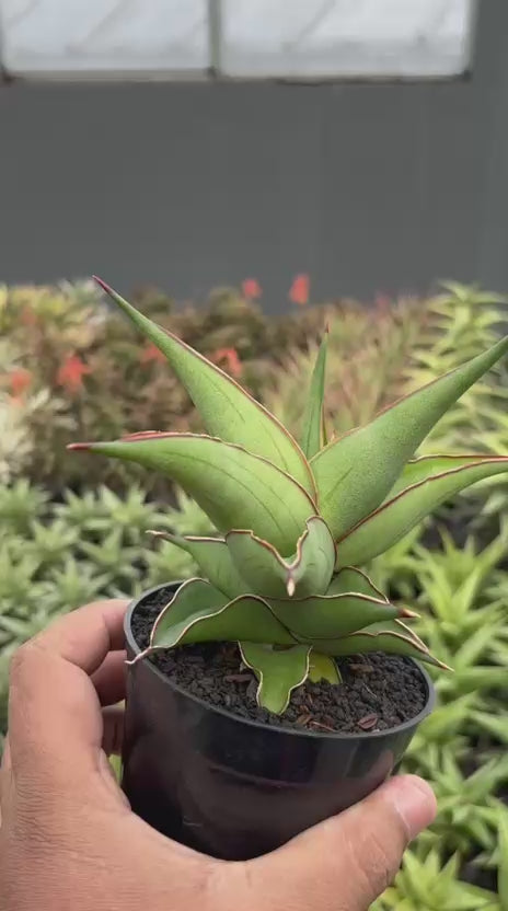 Sansevieria Kirana