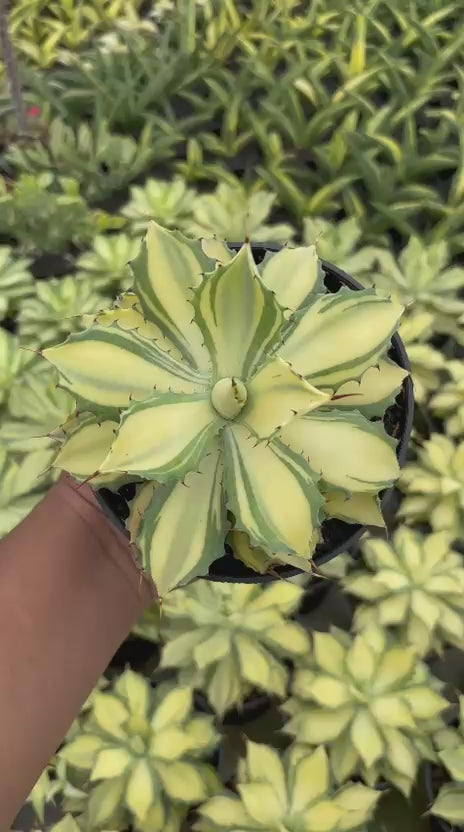 Agave Istimensis Variegated