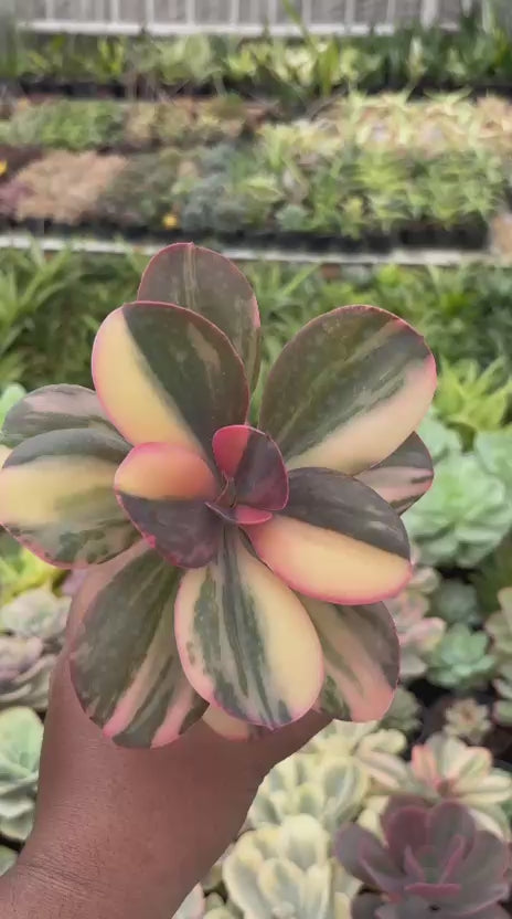 Echeveria Primadona