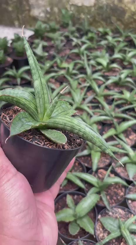 sansevieria albopilosa
