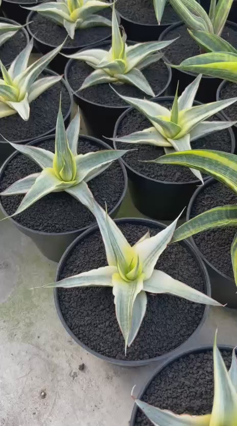 Sansevieria Snow White